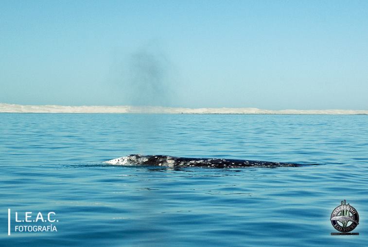 Ballenas-Whale Watching